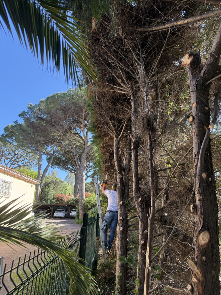 echelle taille et elagage