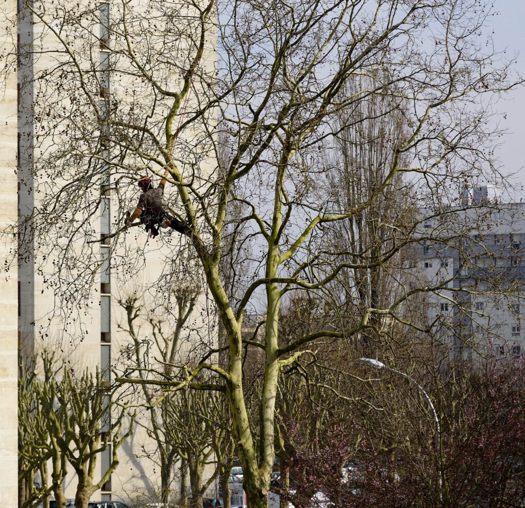 elagage graveson filea paysages