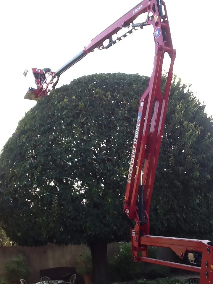 elagage nacelle 2 Élagage d'un arbre avec une nacelle par Filea Paysages